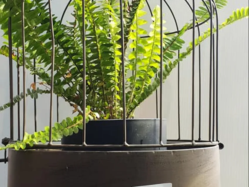 Somerville Garden Supplies - Hanging Bird Cage