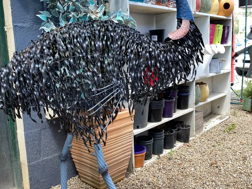 Somerville Garden Supplies - Cassuary